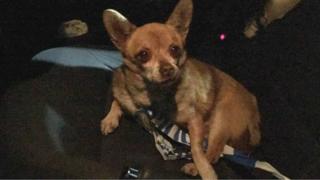"Nigel" the Chihuahua