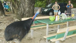 Burung Kasuari