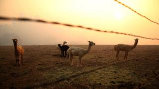 Spokes hangs over five llamas in a field