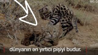 Pişik
