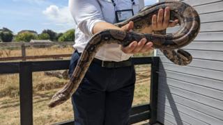 Woman holding the 5-foot-long boa constrictor