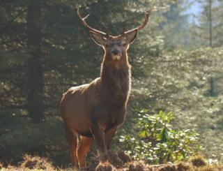 stag