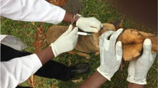 Sio ajabu kuona matukio ya mbwa wakipashwa chanjo maeneo ya vijijini kama hali ilivyo kaunti ya Nandi nchini kenya.