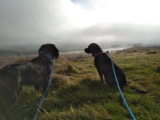 Olive and Sunny in Great Barrington