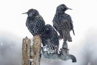 Starling birds sitting on a tap in the snow