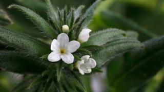 Ahi Flower