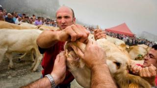 Tres vacas como la de la fotografía es con lo que pagan los alcaldes de Baretous cada año su deuda histórica.