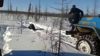 видео расправы над медведем