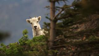 caza en Alaska