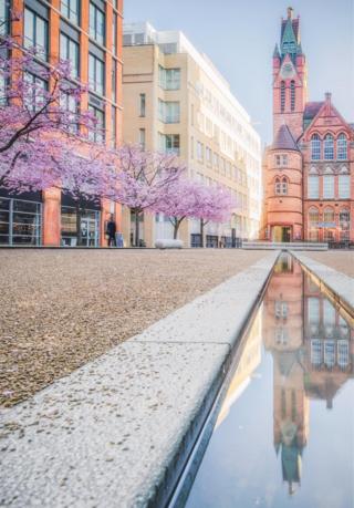 Cherry blossoms in bloom in Birmingham