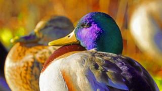 Duck