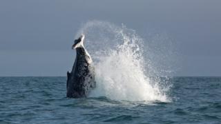 The whale, splashing in the water