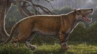 "Hynaenodon" türü aslan