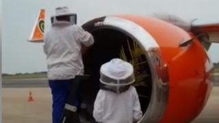 Bee experts remove bees from the plane engine