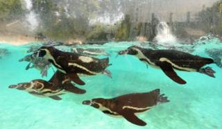 Humboldt penguins swims in the pool at Penguin Beach at London Zoo.