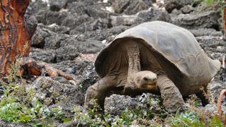 Tortuga sobre unas piedras