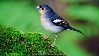 Birds can reach islands by flying