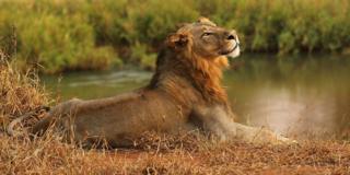 У реки Лувувху в Национальном парке Крюгера, Южная Африка, тянется лев