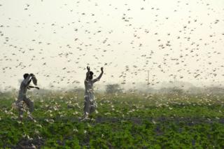 in_pictures Farmers try to scare away a swarm of locusts from a field
