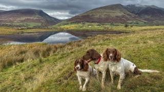 The dogs sit beside Tewitt Tarn