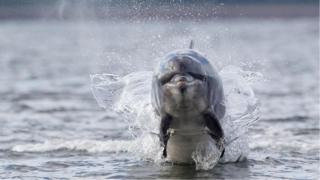 dolphin