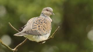 Turtle dove