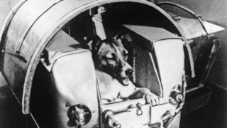 Cadela Lika dentro de capsula que seria enviada ao espaço.