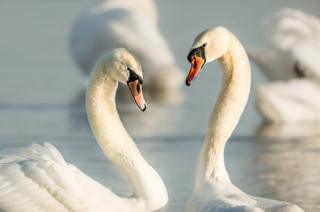 Swans swimming