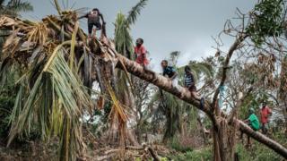 Children climb on a coconut tree damaged by the winds of cyclone Idai in Beira, Mozambique, on March 27, 2019.
