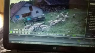 сајбер пастир овце видео надзор