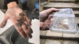 Leopard gecko (left) and white spotted gecko