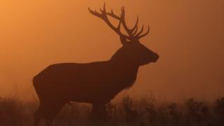 Red deer stag