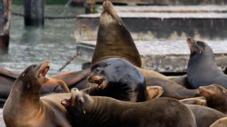 A group of sea lions plays on a dock at Pier 39 in 2007 in San Francisco, California