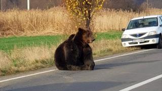 Bear in road