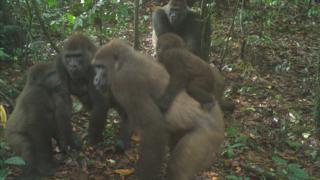 Cross River gorillas