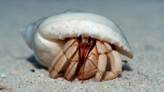 hermit-crab.