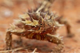 The thorny devil, Australia