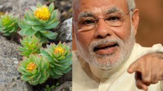 మోదీ, సోలో మొక్క