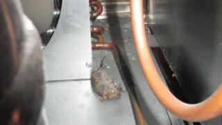 dead mouse