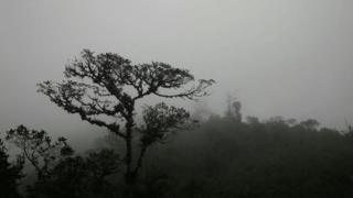 El hábitat original de la quina es el bosque de neblina andino, pero casi ha desaparecido de la región.