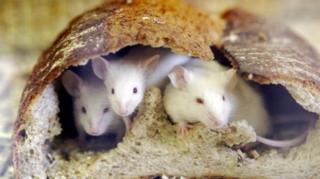 ratones