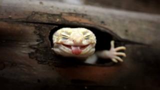 Fotografías del mundo silvestre de Muhammad Roem