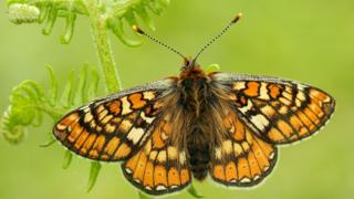 The Marsh Fritillary butterfly