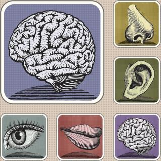 Ilustración de los 5 sentidos