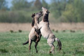 Konik-Ponys kämpfen während der Fohlensaison um die Vorherrschaft