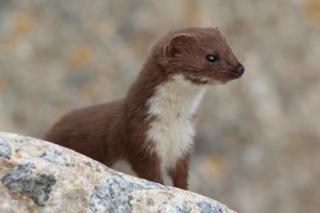 weasel