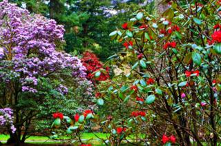 Benmore Gardens