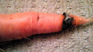Морковь, выращенная через золотое кольцо