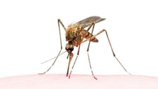 Mosquito