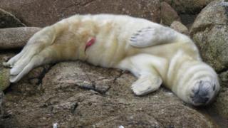 newborn seal pup